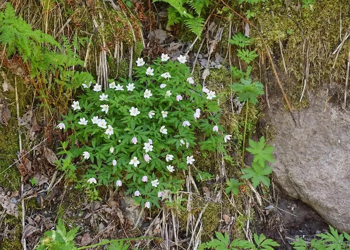 Ferienhaus 6 Person In Passebekk-by Traum